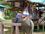Puket Explorer  Elefantenreiten Elefant mit Touristen beim aussteigen (TH).